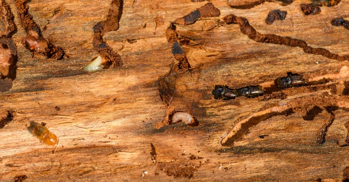 Toma macro detallada de escarabajos y larvas sobre madera, mostrando la complejidad de la naturaleza.