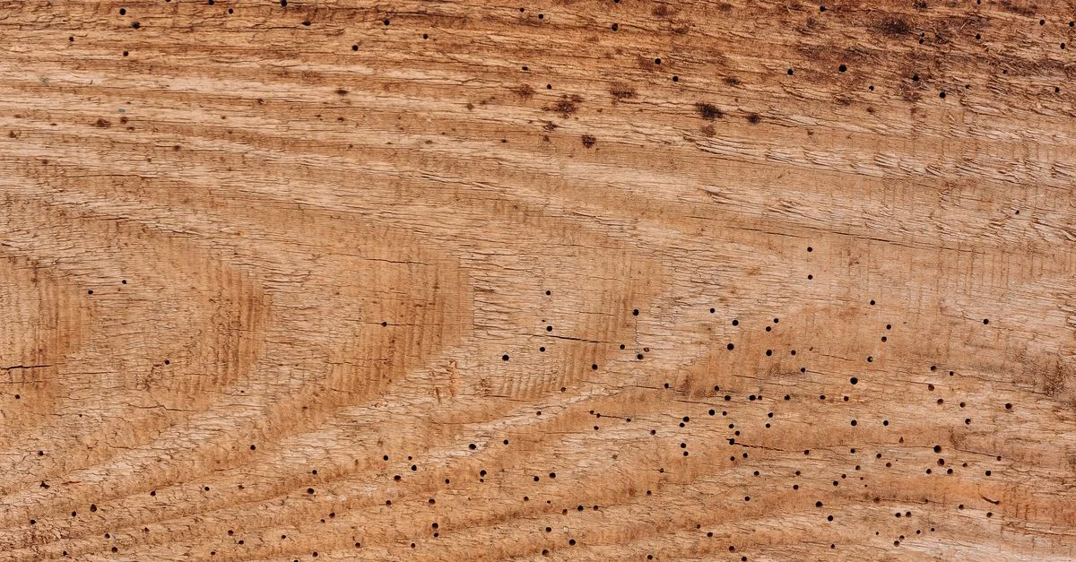Acercamiento de una textura de madera con agujeros y líneas naturales, creando una superficie con patrón.