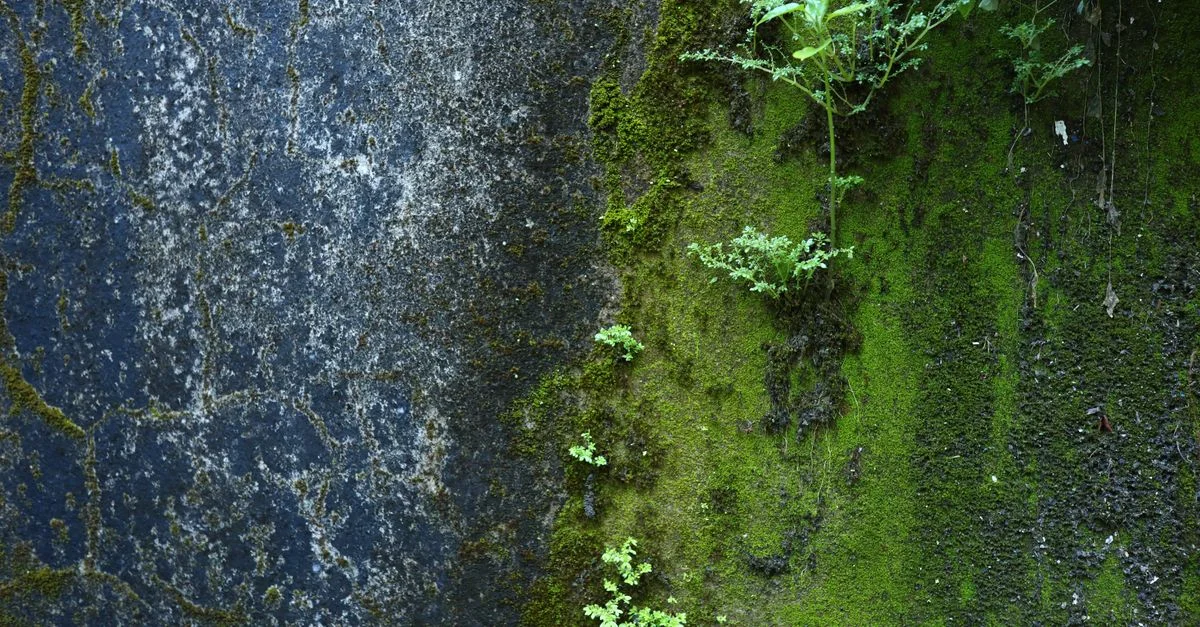Una pared cubierta de musgo con pequeñas plantas en Hội An, Vietnam, mostrando la resiliencia de la naturaleza.